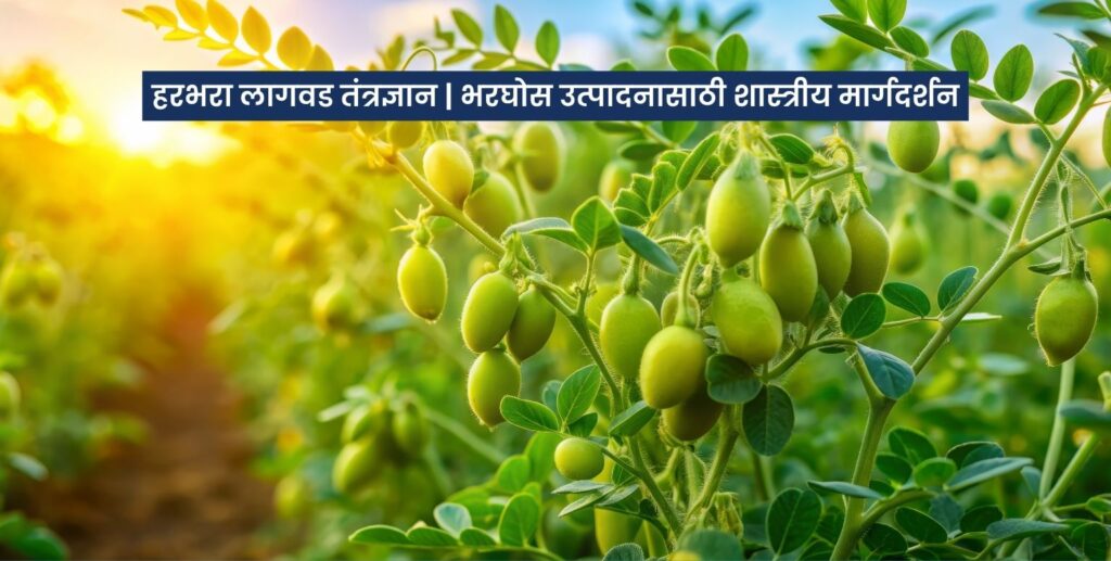 भरघोस उत्पन्नासाठी हरभरा लागवड तंत्रज्ञानाचे मार्गदर्शन