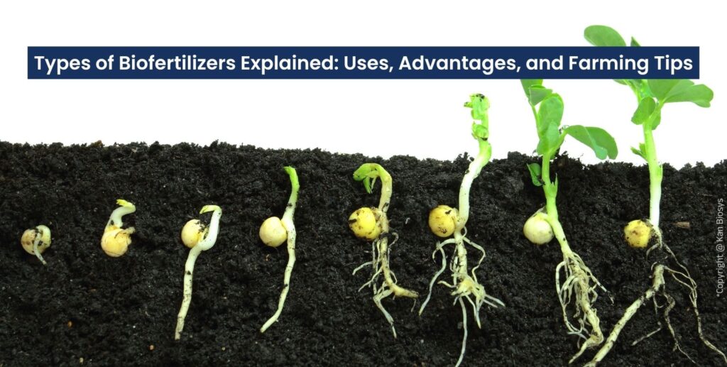 Types of Biofertilizers Explained Uses, Advantage, and Farming Tips