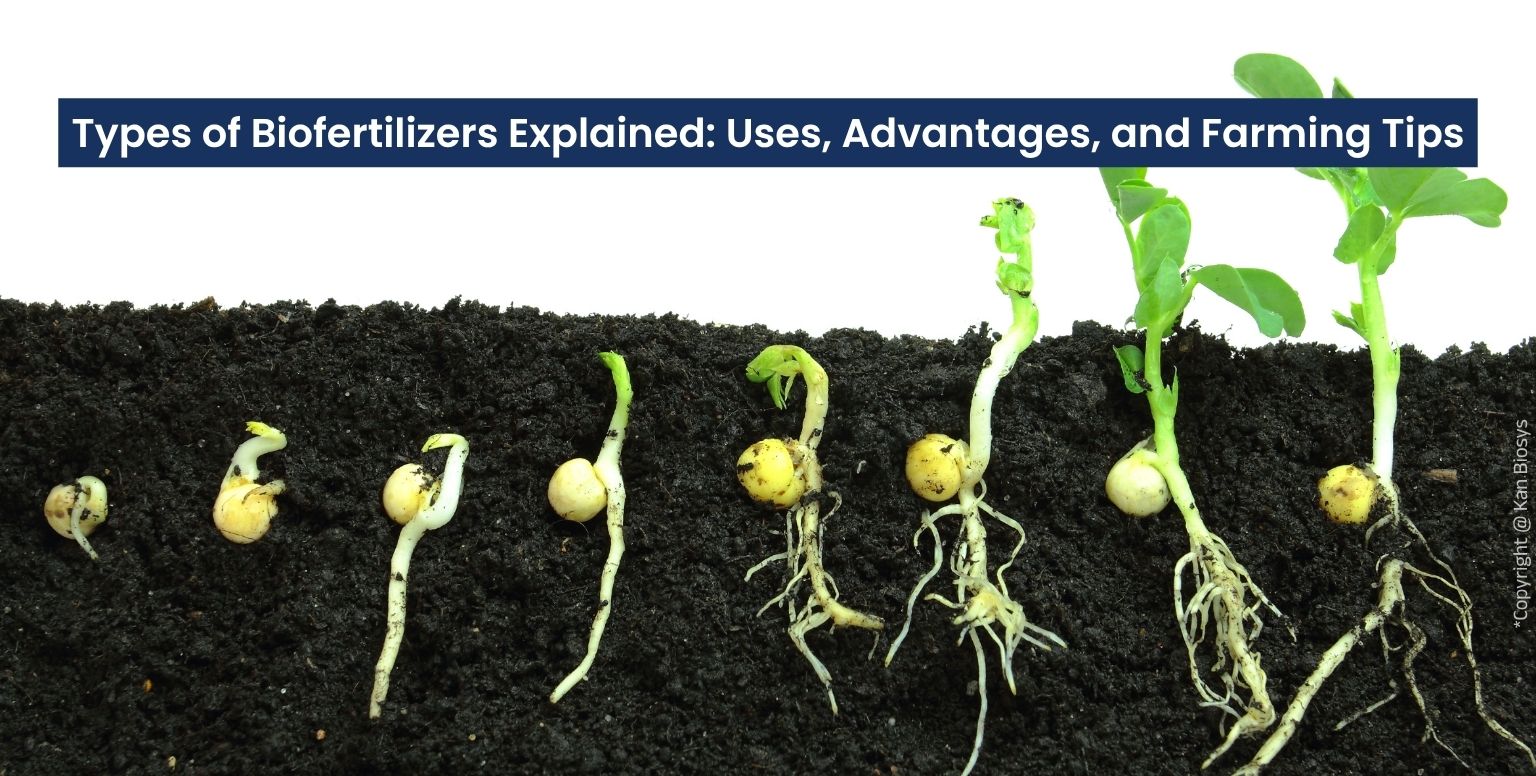 Types of Biofertilizers Explained Uses, Advantage, and Farming Tips
