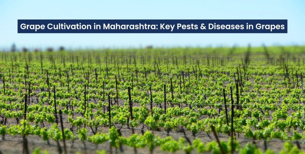 Grape Cultivation in Maharashtra