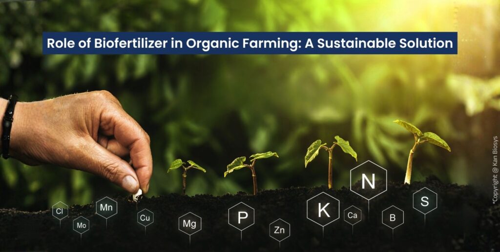 Role of Biofertilizer in Organic Farming