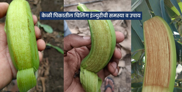 केळीतील सिगाटोका रोगाचे प्रभावी नियंत्रण: सुडो व मिलॅस्टीन के कॅन बायोसिसचा शाश्वत उपाय