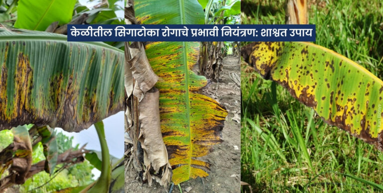 केळीतील सिगाटोका रोगाचे प्रभावी नियंत्रण