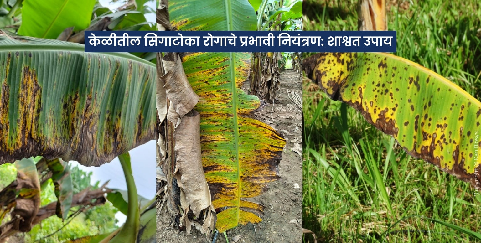 केळीतील सिगाटोका रोगाचे प्रभावी नियंत्रण